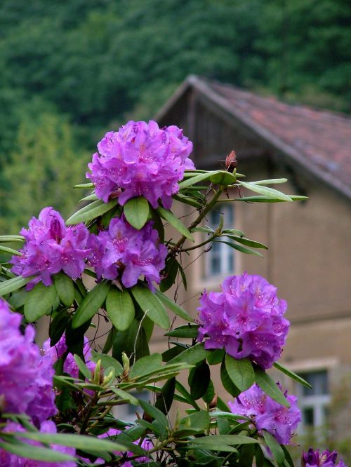Pavasaris, Rododendras, Violetinė, Gėlė, Drezdenas, Rhododendron Parkas Wachwitz, Augalas