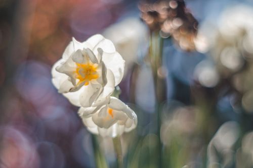 Pavasaris, Gėlė, Daffodil, Bokeh, M42, Spalvos
