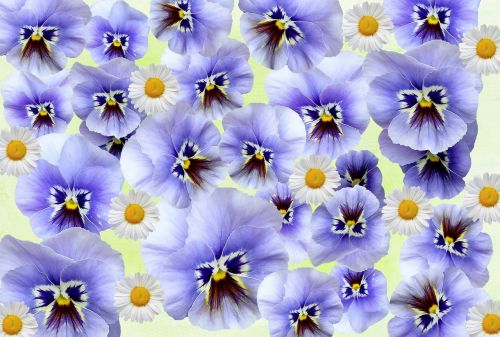 Pavasaris, Pansy, Gėlės, Violetinė, Gėlė, Violetinė, Augalas, Gamta, Violaceae, Pavasario Gėlė, Mėlynas, Geliu Lova