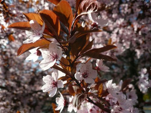 Pavasaris, Žydintis Medis, Pavasario Gėlės, Saulės Šviesa, Gėlės, Japonijos Vyšnios