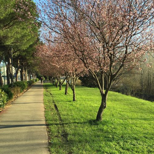 Pavasaris, Medžiai, Vaikščioti, Parkas, Gamta, Žydėti, Sodas, Prato