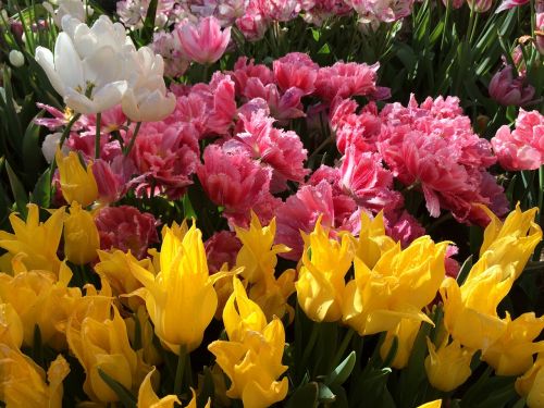 Pavasaris, Tulpės, Gėlė, Dvigubas Tulpis, Pavasario Gėlės