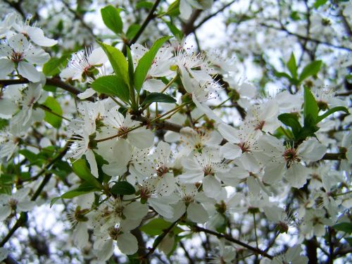 Pavasaris, Žydintys Vaismedžiai, Balta Gėlė