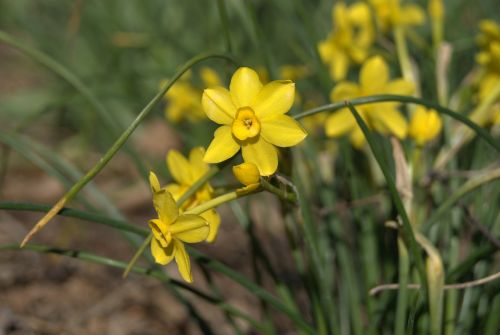 Pavasaris, Gėlės, Daffodil