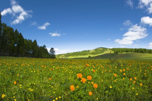 Pavasaris, Gėlės, Pieva, Buttercup, Saulėtas, Rojus, Bogarto Kaimas, Mongolija