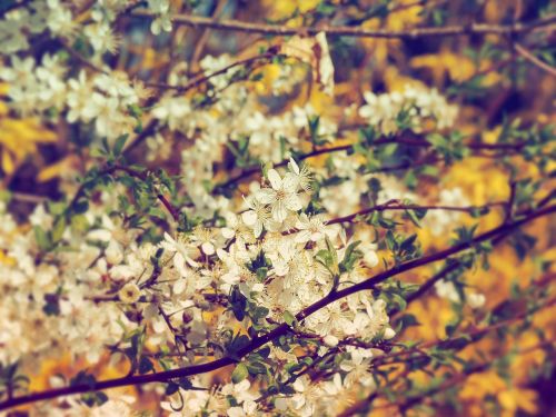 Pavasaris, Pavasario Spalvos, Gamta, Tuti, Medžiai, Kompozicija