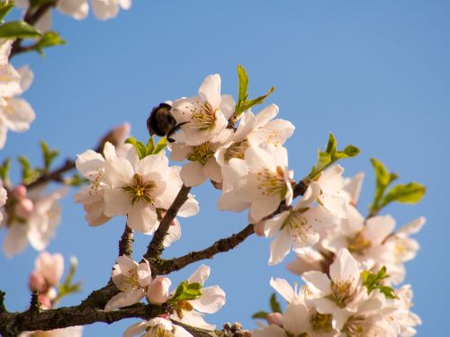 Pavasaris, Žiedas, Žydėti, Medis, Augalas, Gamta, Uždaryti, Pavasarinis Žydėjimas