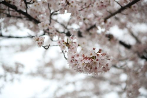 Pavasaris, Vyšnių Žiedas, Sakura