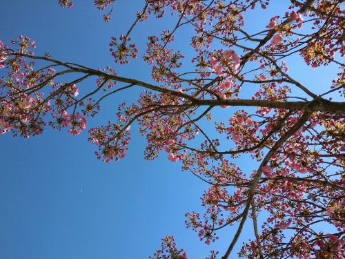 Pavasaris, Gėlės, Dangus