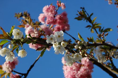 Pavasaris, Gėlės, Medis, Gamta