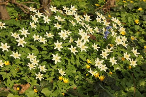 Pavasaris, Ankstyvas Bloomer, Gėlė, Gamta, Baltos Gėlės