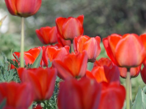 Pavasaris, Tulpė, Pavasario Gėlės
