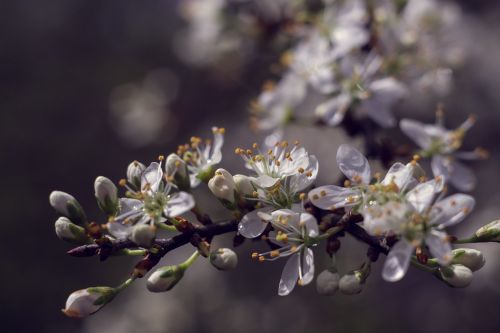 Pavasaris, Gėlės, Balta, Juodmedis, Žydėjimas, Krūmas, Prunus Spinosa, Makro, Gamta