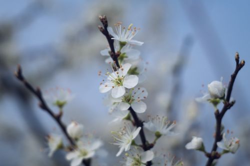 Pavasaris, Gėlės, Balta, Juodmedis, Žydėjimas, Krūmas, Prunus Spinosa, Makro, Gamta
