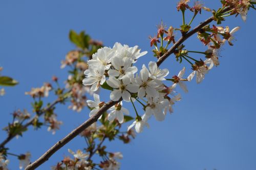 Pavasaris, Žydėti, Gamta, Medis, Filialas, Vaisiai, Sakura