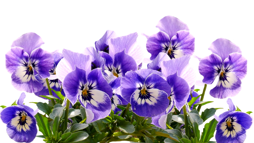 Pavasaris, Pansy, Motinos Diena, Gėlės, Žiedas, Žydėti, Augalas, Mėlynas, Violetinė, Violaceae, Pavasario Gėlė, Sodas, Violetinė