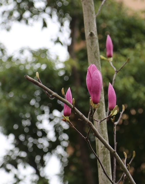 Pavasaris, Yuantouzhu, Wuxi