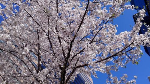 Pavasaris, Vyšnių Žiedas, Sakura, Gėlės, Žiedlapis