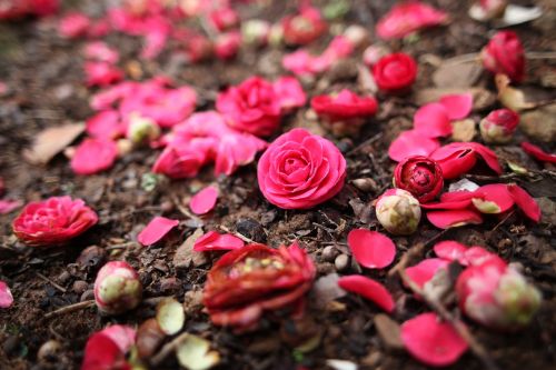 Pavasaris, Gėlės, Kamelija, Camellia Gėlė, Gamta