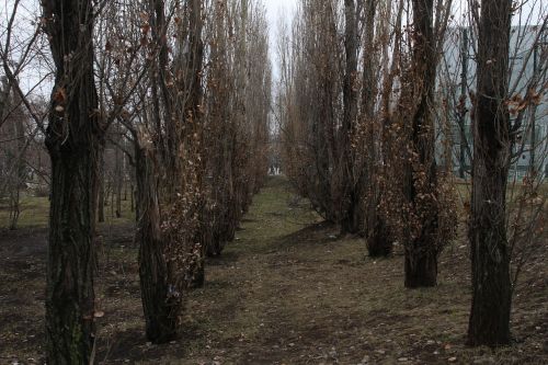 Pavasaris, Medžiai, Gamta, Parkas