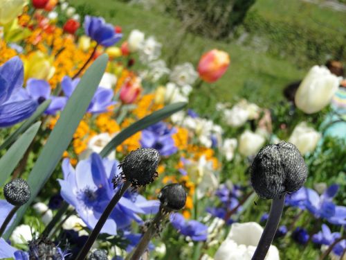 Pavasaris, Gėlės, Gėlė, Spalva, Augalas, Parklandschaft