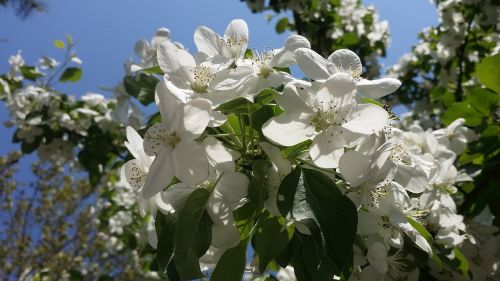 Pavasaris, Gėlės, Šviesus, Gėlių Medis, Gamta, Kraštovaizdis