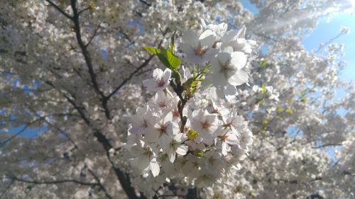 Pavasaris, Gėlės, Gamta, Žydėti