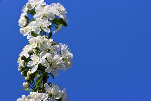 Pavasaris, Gamta, Gėlių, Gėlė, Izoliuotas, Sezonas, Iš Arti, Balta, Žydėti, Fonas, Žydi, Filialas, Rožinis, Žiedlapis, Naujas, Rytus, Minkštumas, Balandis, Šviežias, Jaunas, Augalas, Švelnus, Gerai, Sodas, Detalėms, Flora, Vyšnia, Japonija, Makro, Šalis, Grožis, Spalva, Šakelė, Studija, Moteris, Kaimas, Lauke, Vasara, Saulėtas, Saldus, Oranžinis Medis, Oranžinė, Žalias, Sveikas, Citrina, Aromatingas, Apdaila, Pagarba, Adresas, Šviežumas, Minkštas, Platus, Kovas, Kreivė, Šviesus, Obuolys, Gražus, Tuščias