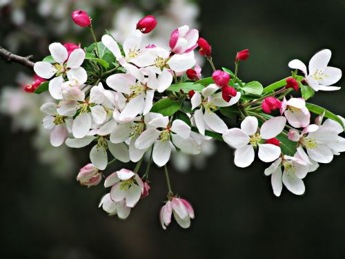 Pavasaris, Medis, Gėlės, Gamta, Balta, Žydintis Medis, Sprigas, Žydėjimas