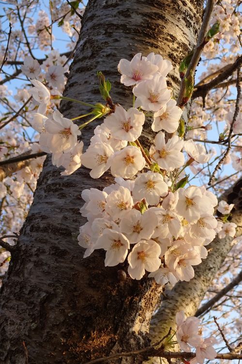 Pavasaris, Pavasario Gėlės, Rožinė Gėlė, Graži Gėlė, Vyšnia, Blizgus, Japonija