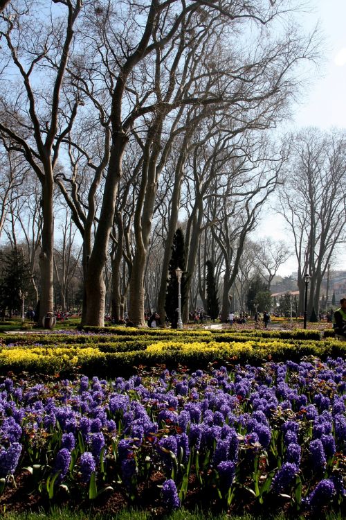 Pavasaris, Parkas, Gamta, Taika, Gražus, Istanbulas, Medžiai, Gülhane