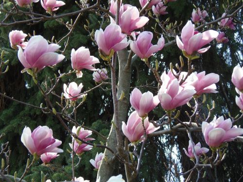 Pavasaris, Margaret Sala, Gėlės, Blyškiai Rožinė, Tulpių Medis