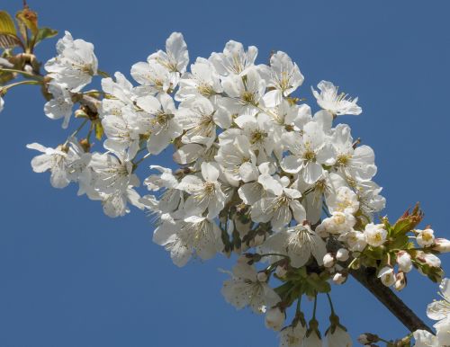 Pavasaris, Gėlės, Vyšnių Mediena