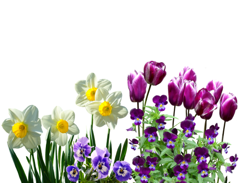 Pavasaris, Narcizai, Osterglocken, Tulpės, Stirmütterchen, Pavasario Gėlės, Gamta, Sodas, Žiedas, Žydėti, Gėlė, Augalas, Pavasario Požymiai, Izoliuotas