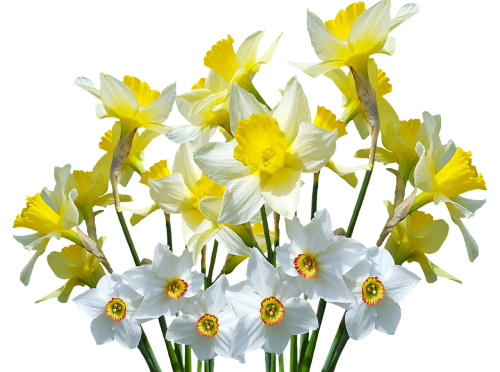 Pavasaris, Narcizai, Osterglocken, Velykos, Pavasario Gėlės, Gamta, Sodas, Narcissus Pseudonarcissus, Žiedas, Žydėti, Gėlė, Izoliuotas, Pavasario Požymiai, Schnittblume