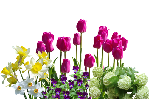 Pavasaris, Narcizai, Tulpės, Pavasario Gėlės, Hydrangeas, Gamta, Gėlė, Žiedas, Žydėti, Sodas, Augalas, Skintos Gėlės, Geltona, Flora