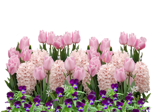 Pavasaris, Tulpės, Velykos, Gėlė, Gėlės, Pavasario Gėlė, Rožinė Tulpė, Augalas