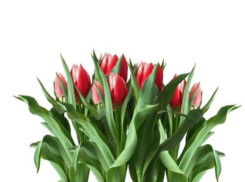 Pavasaris, Tulpės, Raudonos Tulpės, Velykos, Gamta, Pavasario Gėlė, Gėlė