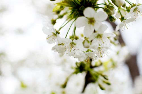 Pavasaris, Gamta, Pavasario Požymiai, Balta Gėlė, Žydėjimas, Pavasario Pasiuntinys, Gėlės, Sodas