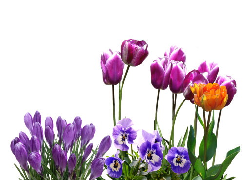 Pavasaris, Tulpės, Crocus, Pansy, Velykos, Pavasario Gėlė, Gėlės, Gamta, Sodas, Augalas, Gėlė