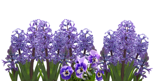 Pavasaris, Hiacintas, Gamta, Pavasario Gėlė, Hyacinthus Orientalis, Violetinė, Žiedas, Žydėti, Gėlė, Mėlynas, Augalas, Pavasario Sveikinimai