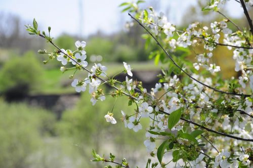 Pavasaris, Gėlė, Medis, Chichewa Paveikslėliai, Oficialus Pavasaris, Atviras Chichewa Medis