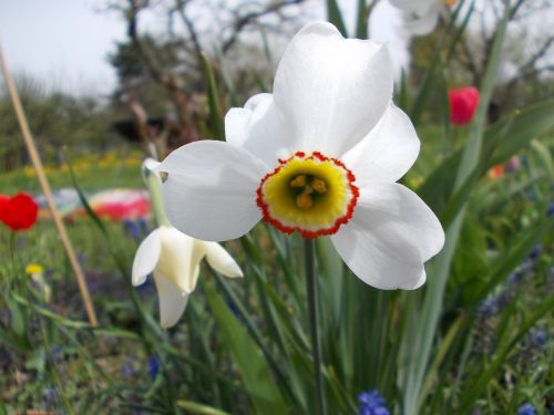 Pavasaris,  Daffodil,  Be Honoraro Mokesčio