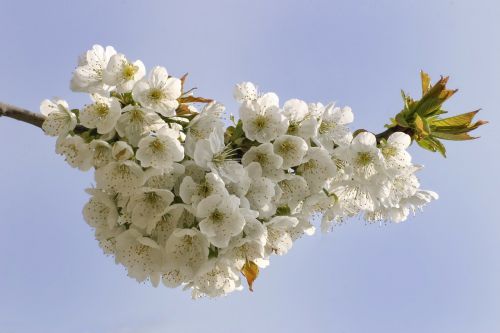 Pavasaris, Žydintys Medžiai, Gėlės, Vyšnių Žiedų