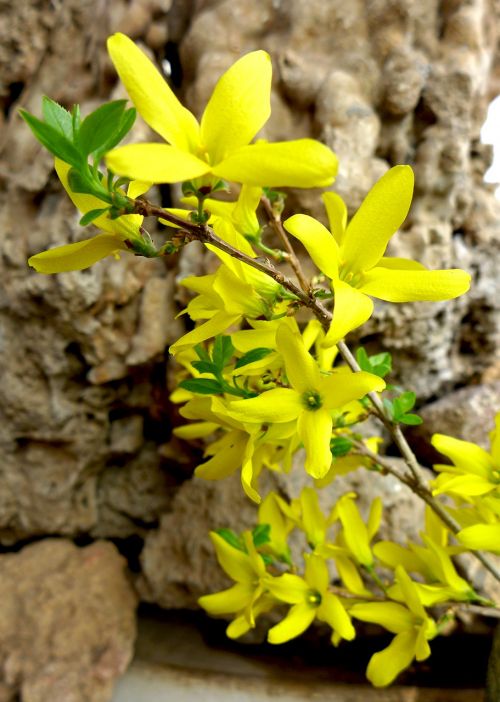 Pavasaris,  Gamta,  Flora,  Gėlė,  Lapai,  Sezonas,  Be Honoraro Mokesčio