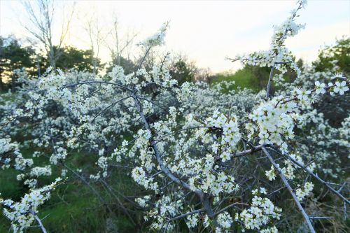 Pavasaris,  Gėlė,  Medis,  Gamta,  Augalas,  Turkijos Augalas,  Be Honoraro Mokesčio