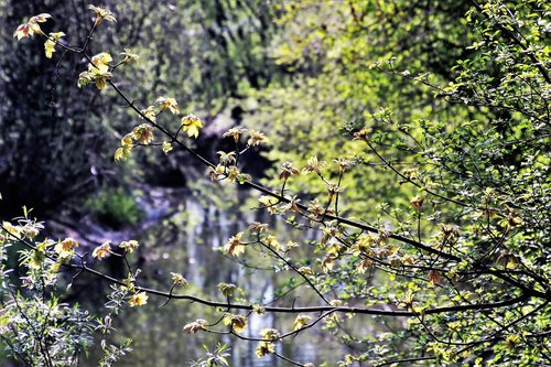 Pavasaris,  Pobūdį,  Medis,  Augalų,  Ne Iš Teismo,  Lapų,  Saulė,  Parkas,  Aplinka,  Filialas,  Kraštovaizdis,  Šviežumas,  Gyvas,  Sodas,  Iš Arti,  Žalias,  Lit,  Pumpurai,  Apšviestas,  Nuotaika,  Miškas,  Šviesos,  Rytą,  Sunny,  Saulėta Diena,  Atsipalaidavimas,  Tarpiklis