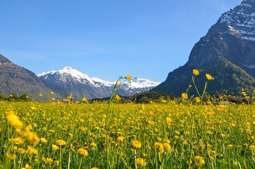 Pavasaris,  Glarus,  Spyruoklė Pieva,  Žydi,  Kalnai,  Alpine,  Šveicarija,  Kraštovaizdis,  Masyvas