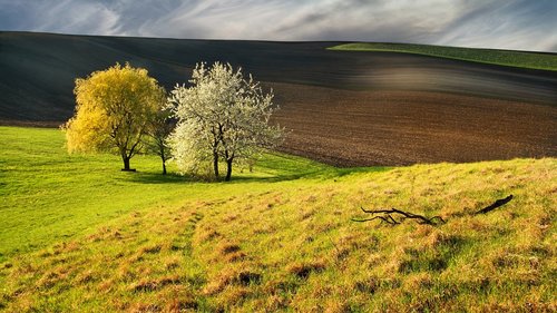 Pavasaris,  Žalias,  Medžiai