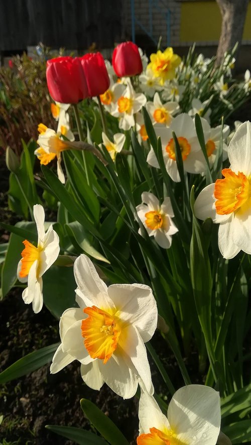 Pavasaris,  Tulpės,  Narcizas,  Spyruokliniai Žiedai,  Gamta